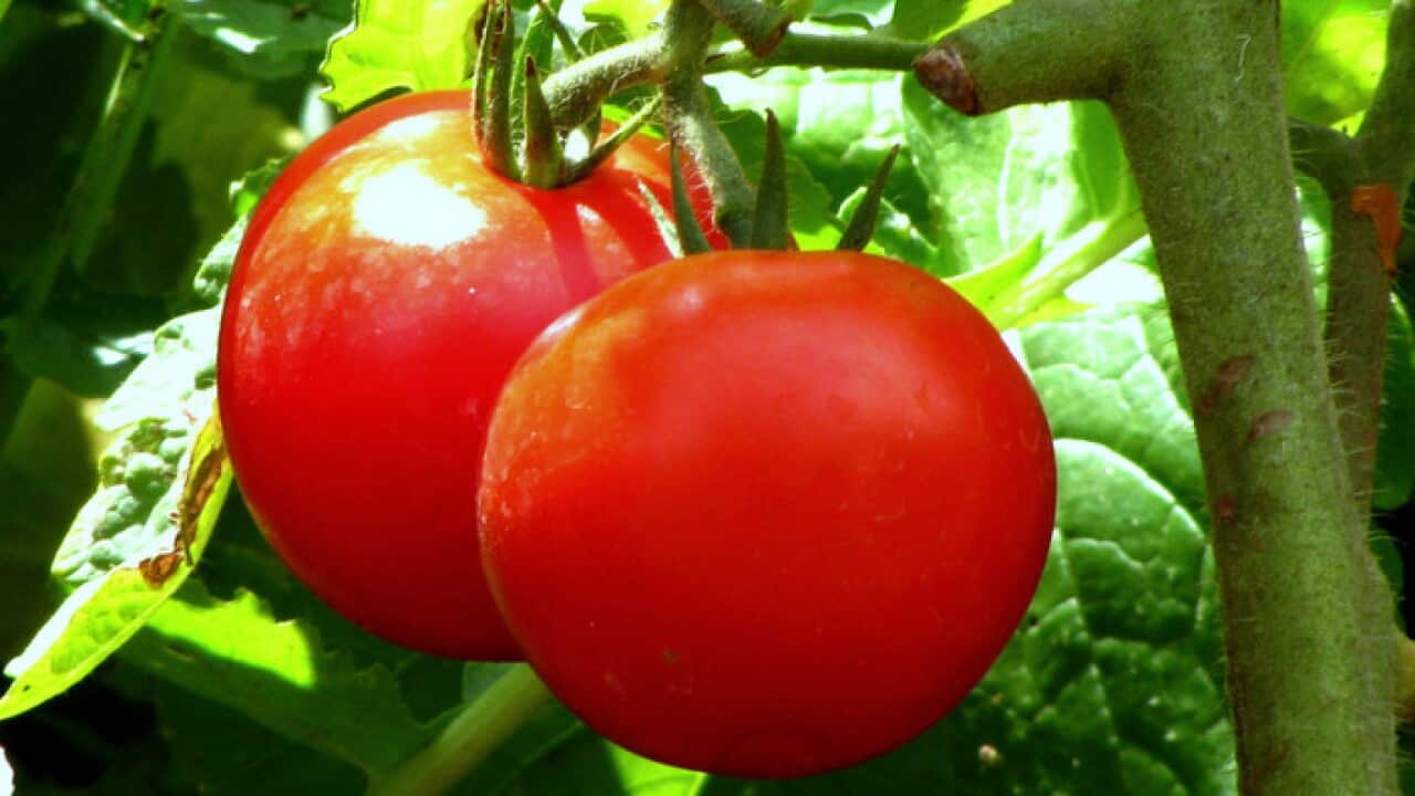 Fat and Juicy Tomatoes