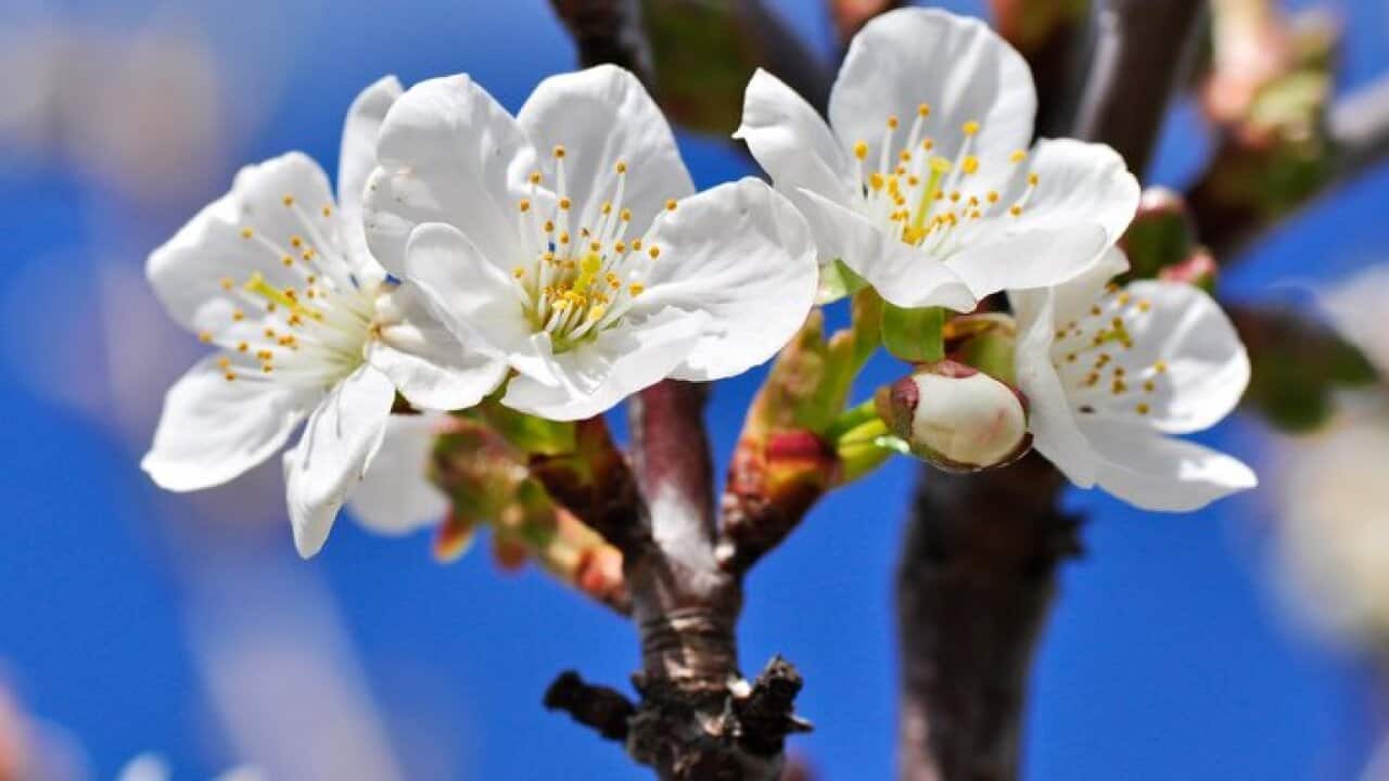 Spring