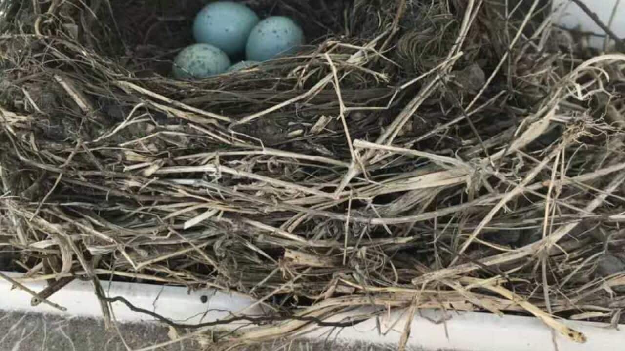 BLACK BIRD EGGS
