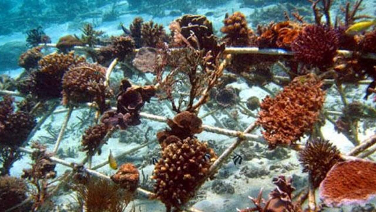 Reef at Sulawesi's Sea