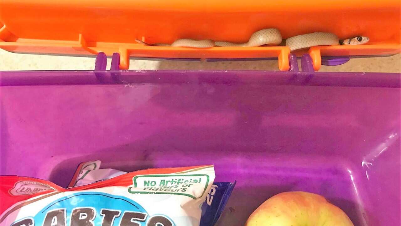 Snake