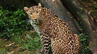 Javan leopard (Panthera pardus melas) is a subspecies, which is found only in the Indonesian island of Java.. The population of these leopards is estimated at less than 250 mature individuals, with a decreasing trend – Getty Images.