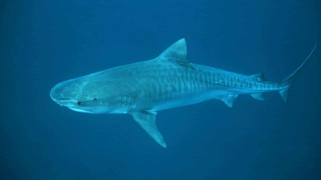 140218_tiger_shark_aap.jpg