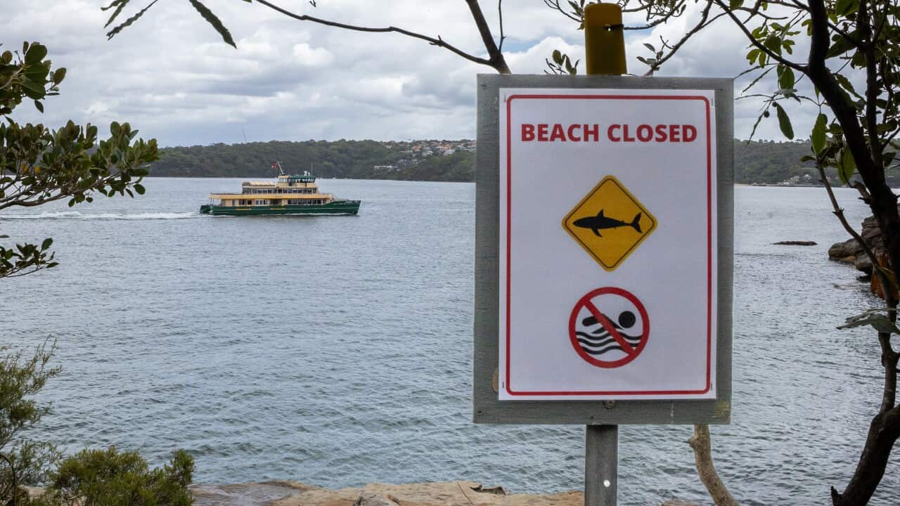 SHARK BEACH ATTACK SYDNEY