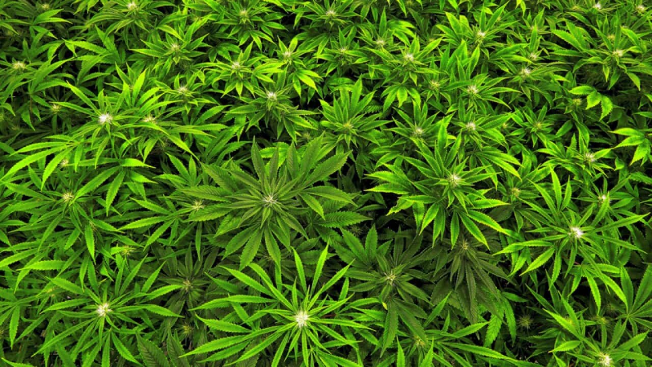 Medical marijuana plants