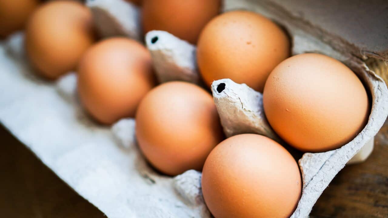 Farm raised brown chicken eggs
