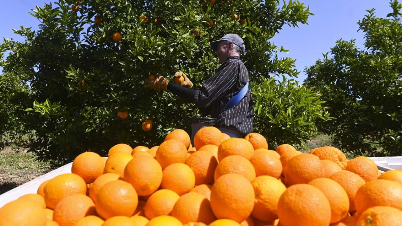 LEETON FRUITPICKING FEATURE