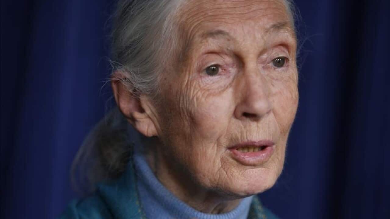 Jane Goodall