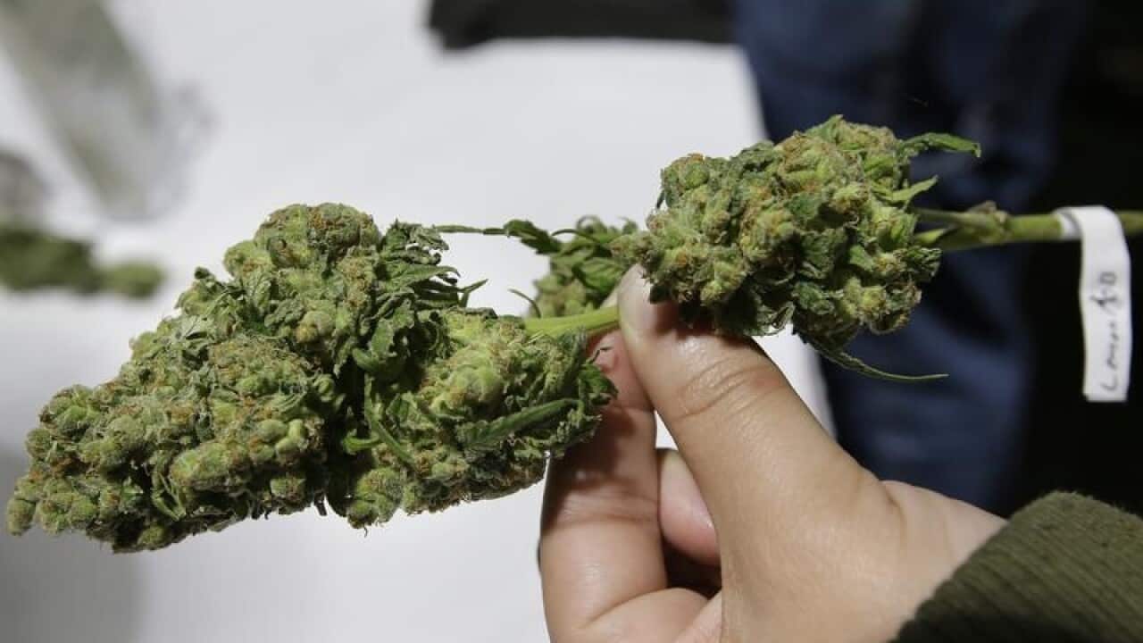 A marijuana sample