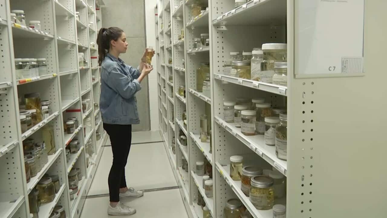 Budding taxonomist Claire Rowe inspecting her jellyfish collection.