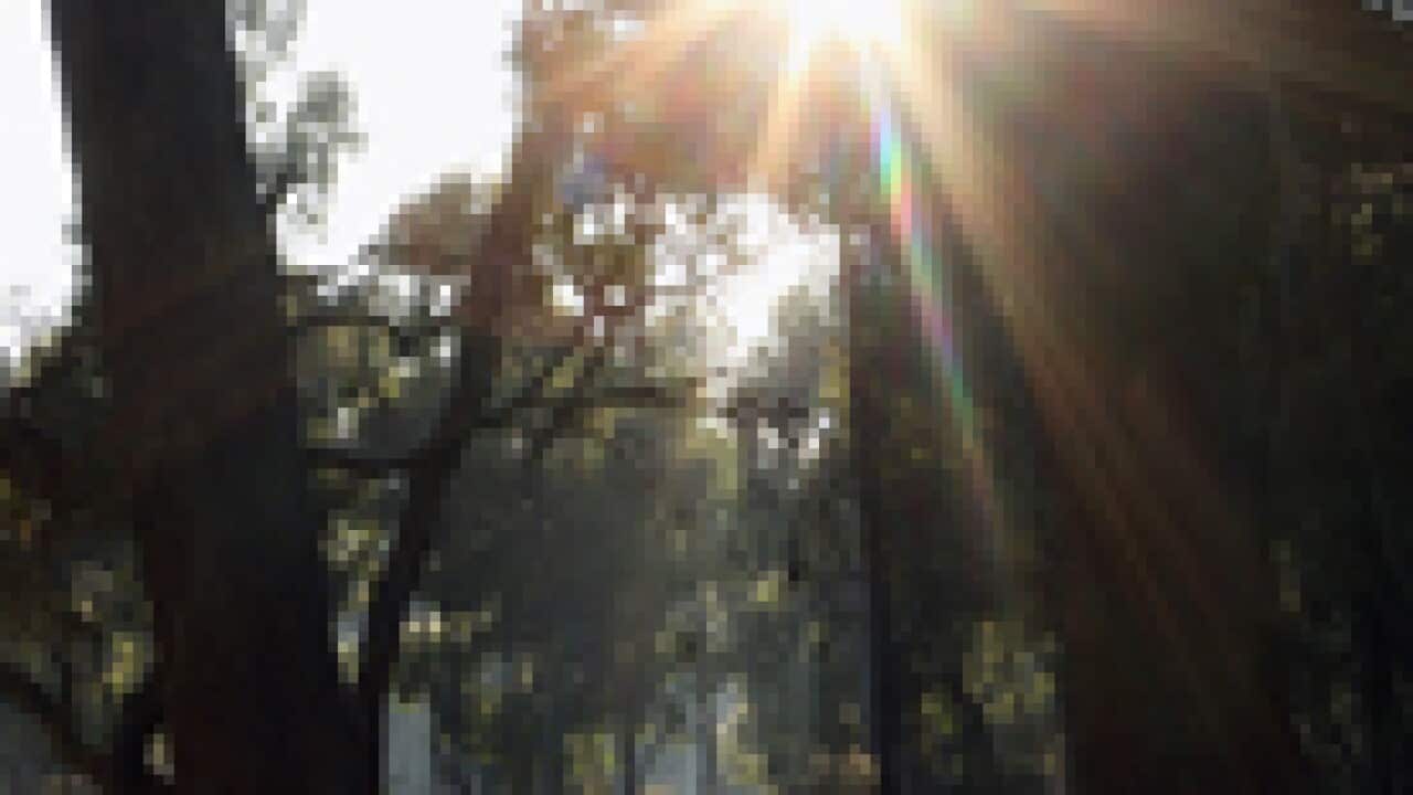 forest_nsw_100714_s_Getty_1790192308