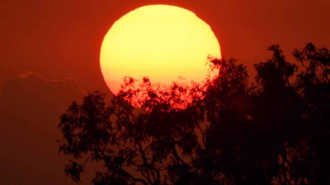 Sun setting behind a tree