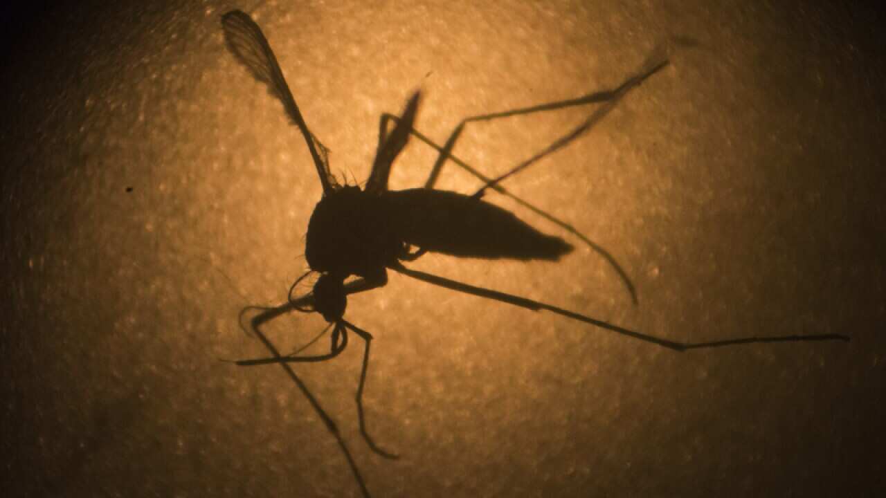 Aedes aegypti mosquito.