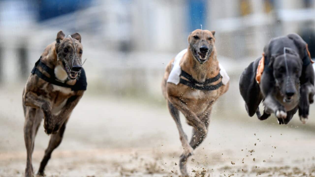Greyhound racing