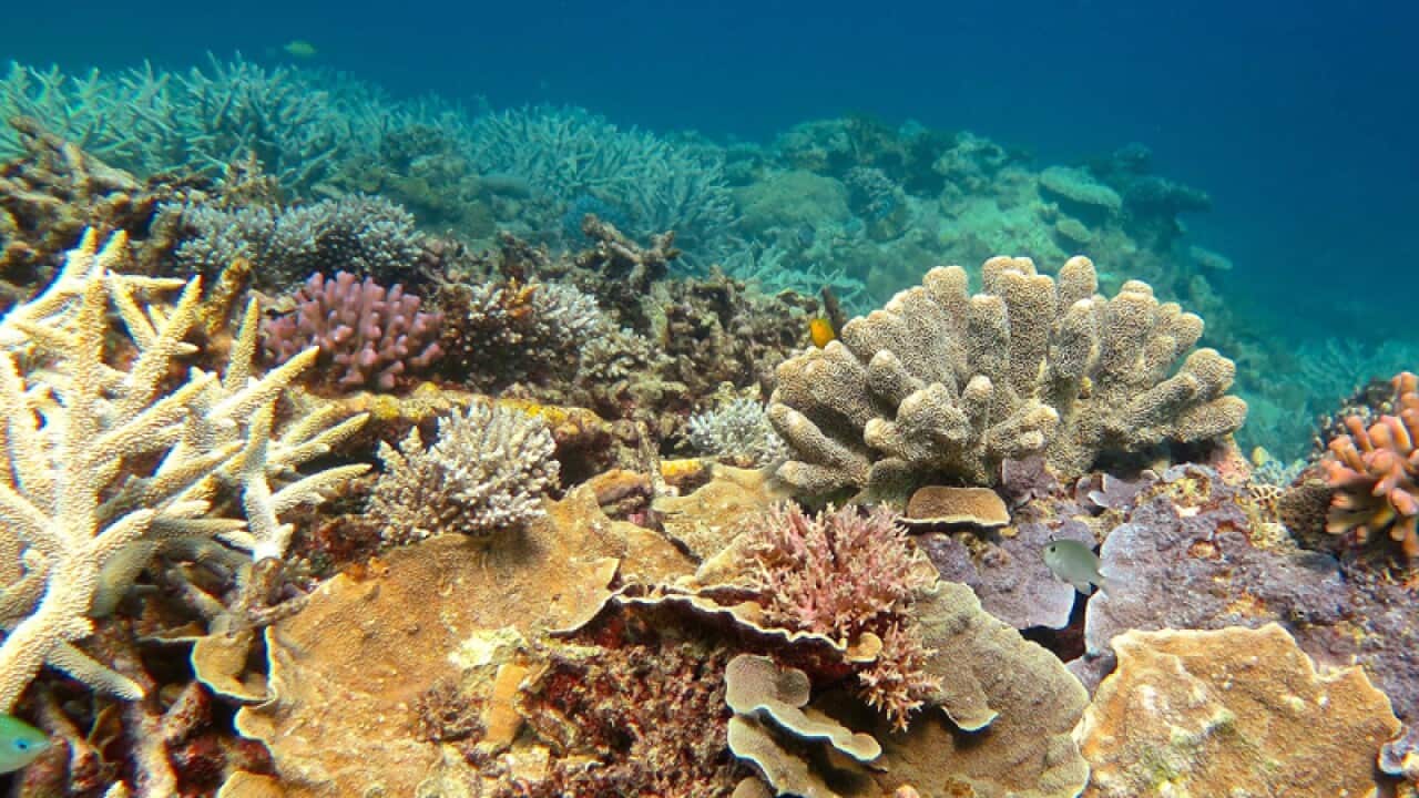 healthy Coral in the Great Barrier Reef