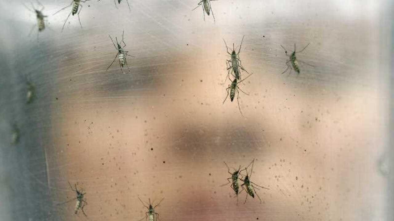 A container of female Aedes aegypti mosquitoes.