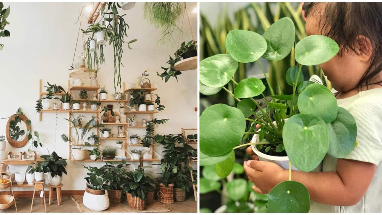 pots and plants