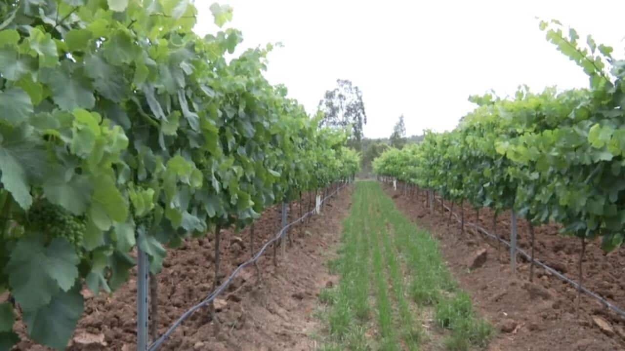 Hunter Valley vines, NSW
