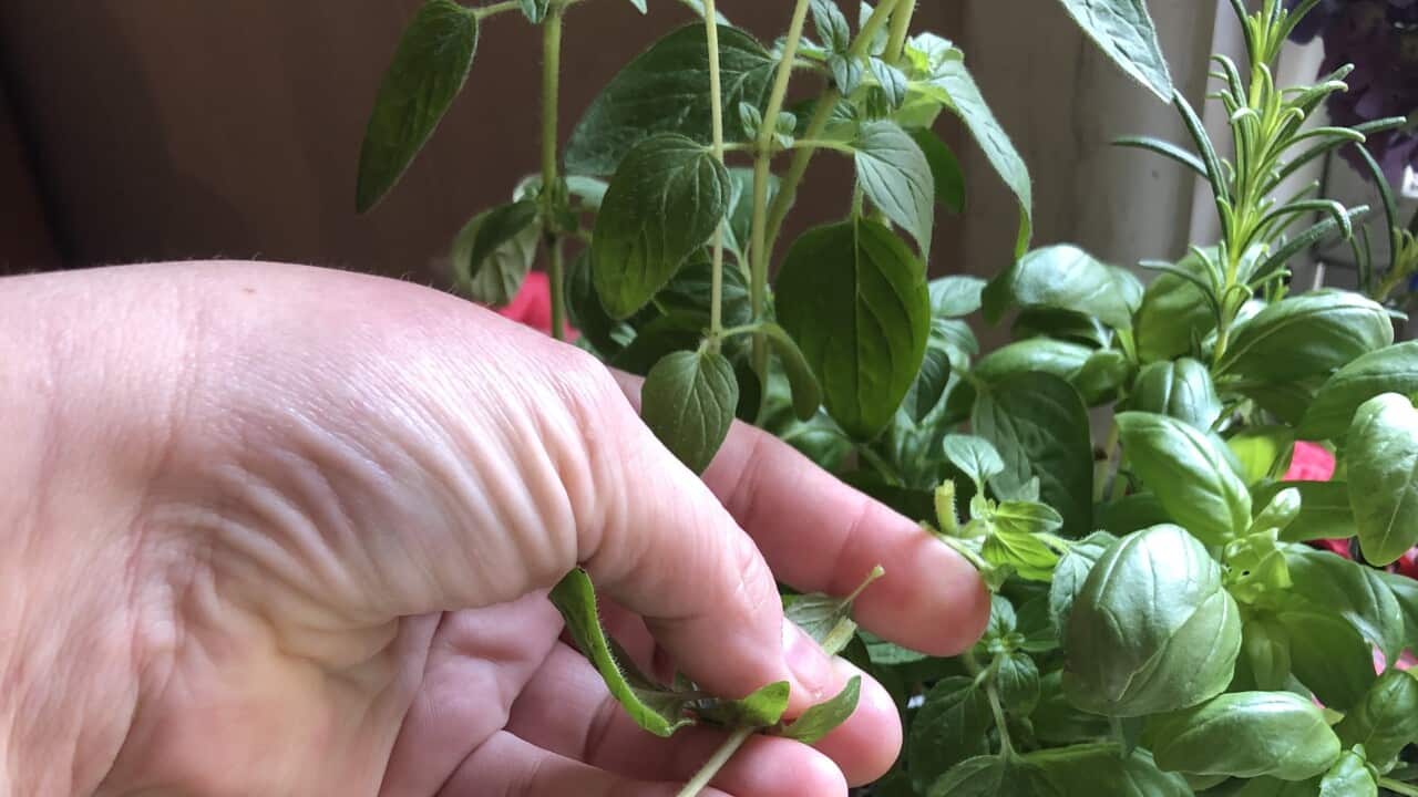 Basil plants in the kitchen