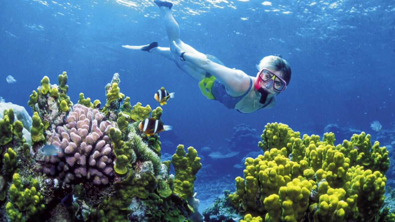 An unidentified woman snorkels on the Great Barrier Reef