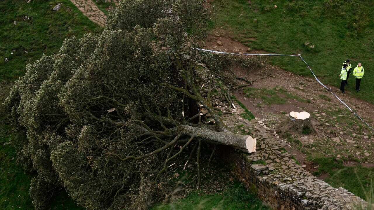 A tree that has been cut near the base of its trunk and fallen.