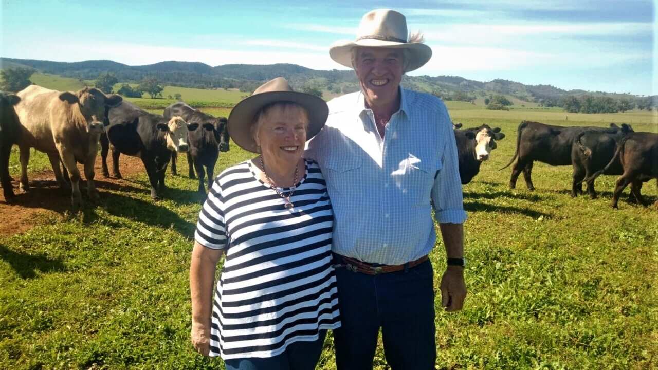 Cattle farmers begin drought recovery amid coronavirus challenge