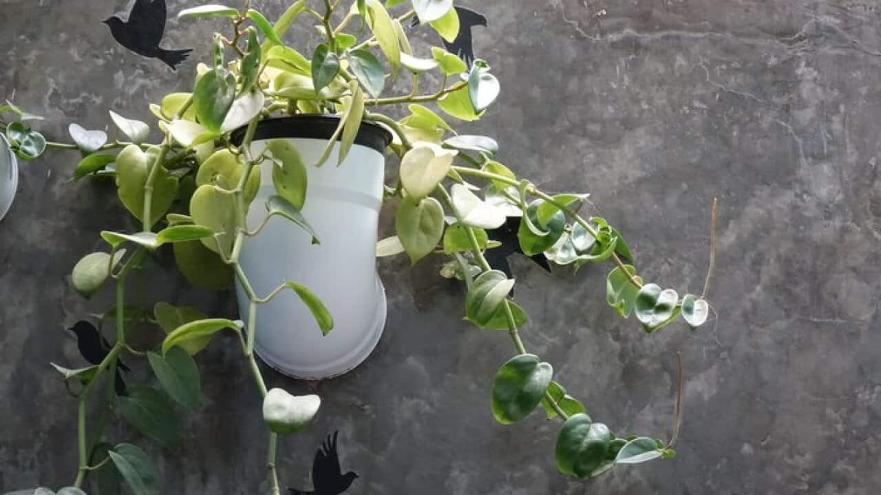 Inside plants