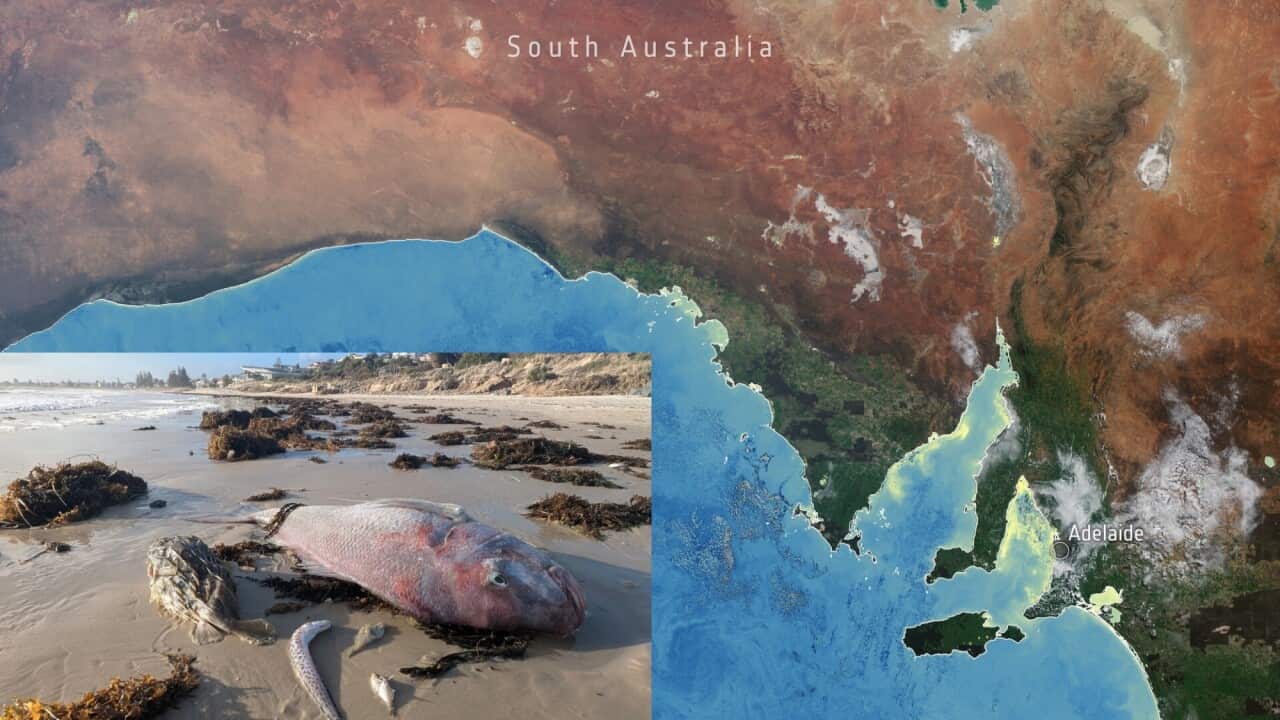 A composite image of a dead fish and also a satellite image from the Copernicus Sentinel-3 mission shows the yellow-green indicator of algae along South Australia's coastline.jpg