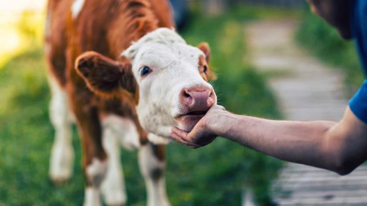 Foot and Mouth disease