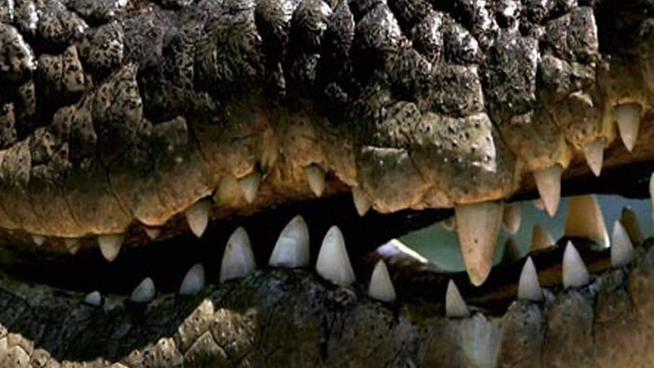 Saltwater crocodile