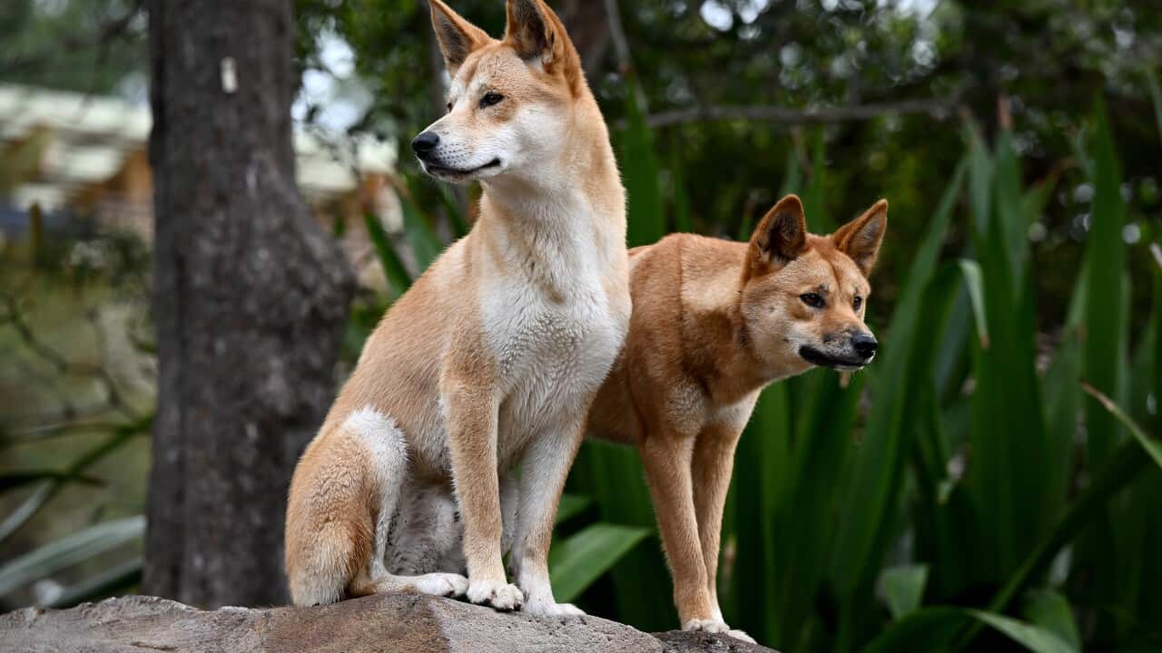TARONGA ZOO NURA DIYA HABITAT OPENING