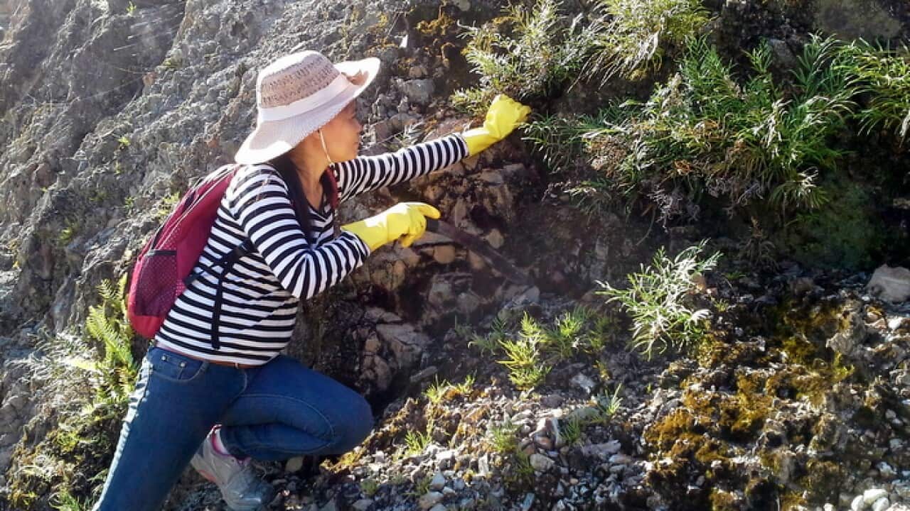 ferns were found growing in mining areas