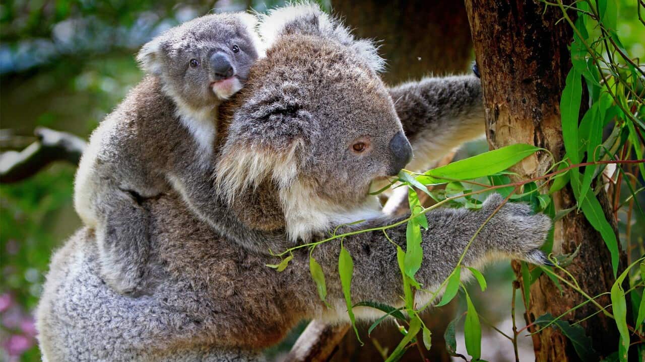 Koala