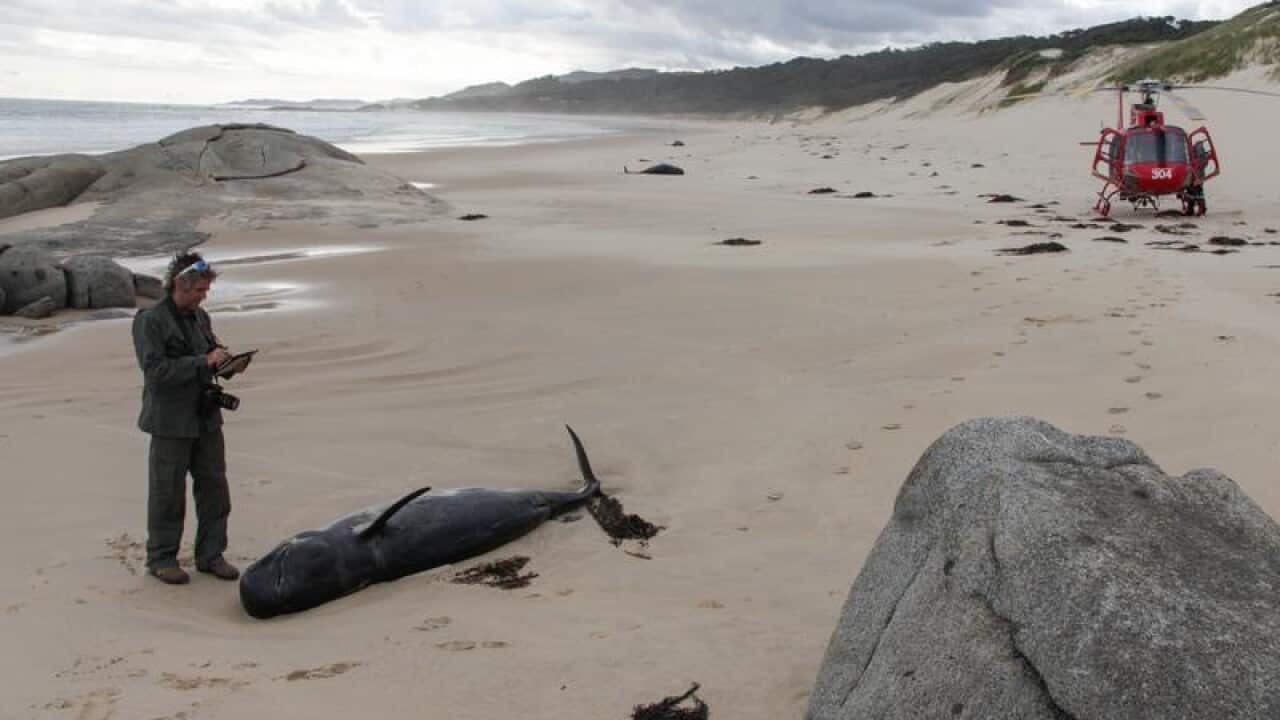 Twenty-seven pilot whales also died after a mass stranding on a remote beach on the Victorian coast.