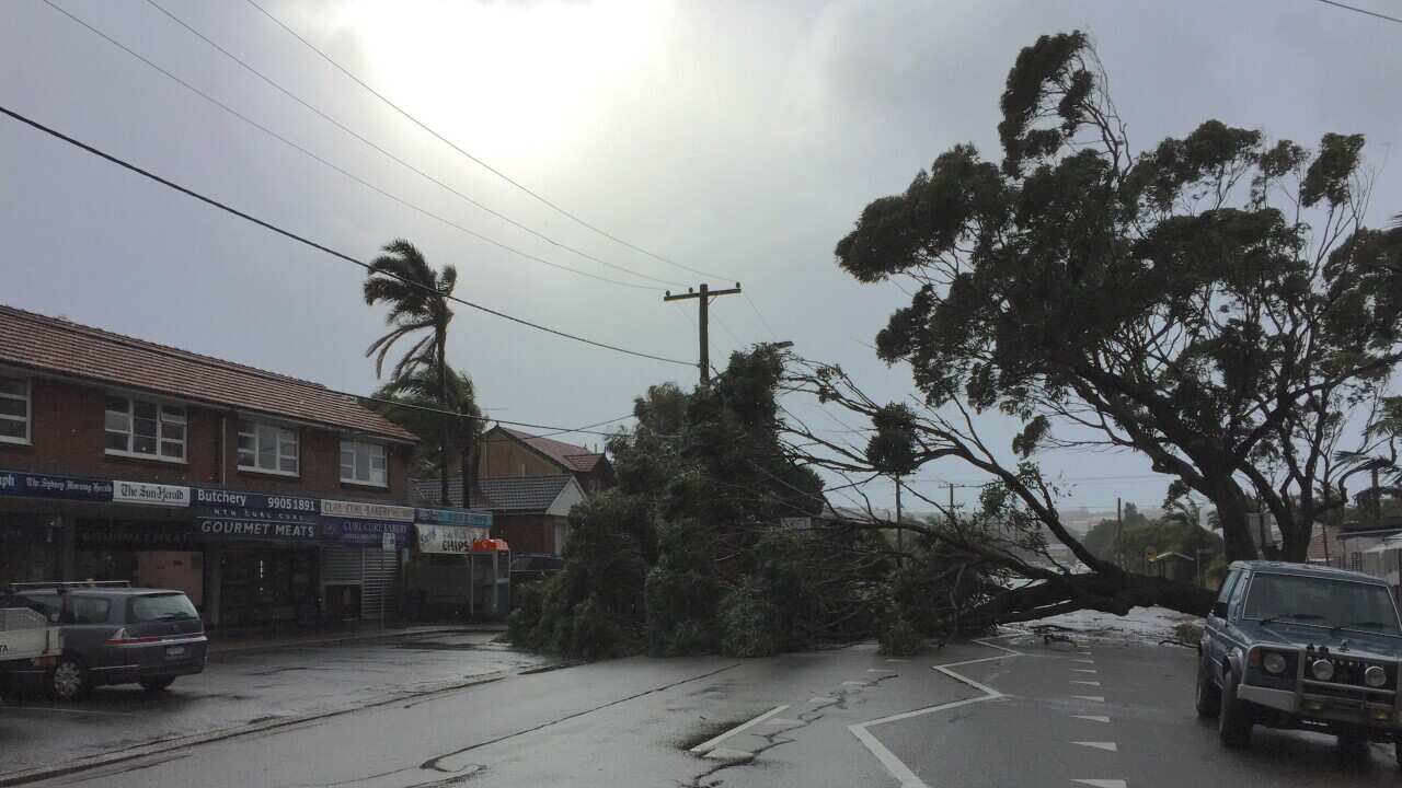 AUSTRALIA, Sydney: A fallen tree blocks Pitt Rd after a storm at North Curl Curl on the Northern Beaches of Sydney on April 21, 2015. (AAP Image/NEWZULU/CRAIG WILLOUGHBY). NO ARCHIVING, CROWD SOURCED CONTENT, EDITORIAL USE ONLY