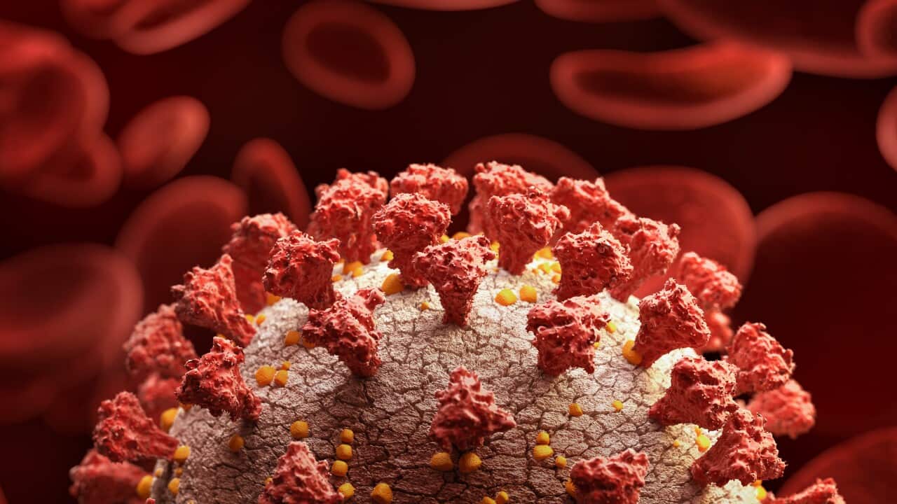 Artist impression of coronavirus, close up with blood cells.