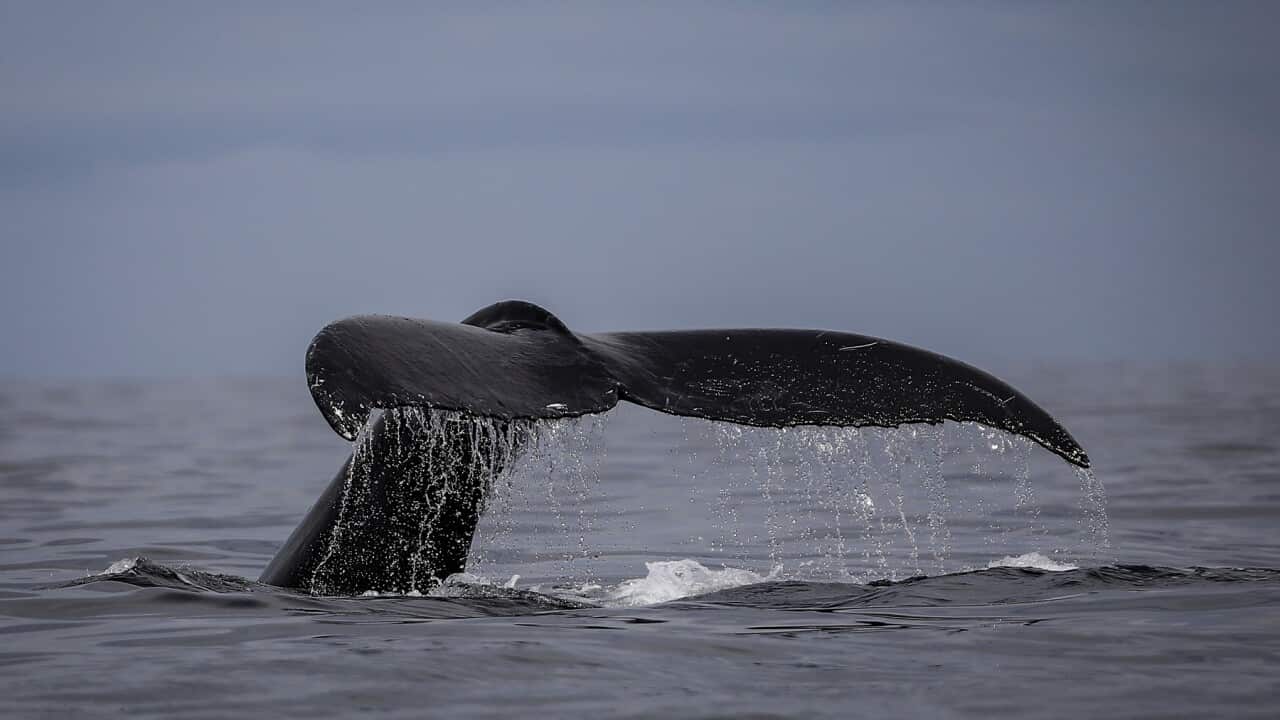 Colombia Whales