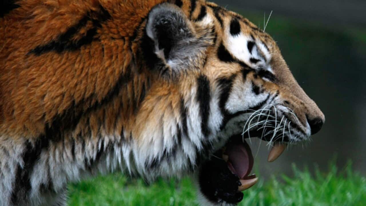 Tiger_080311_B_Getty_470554110