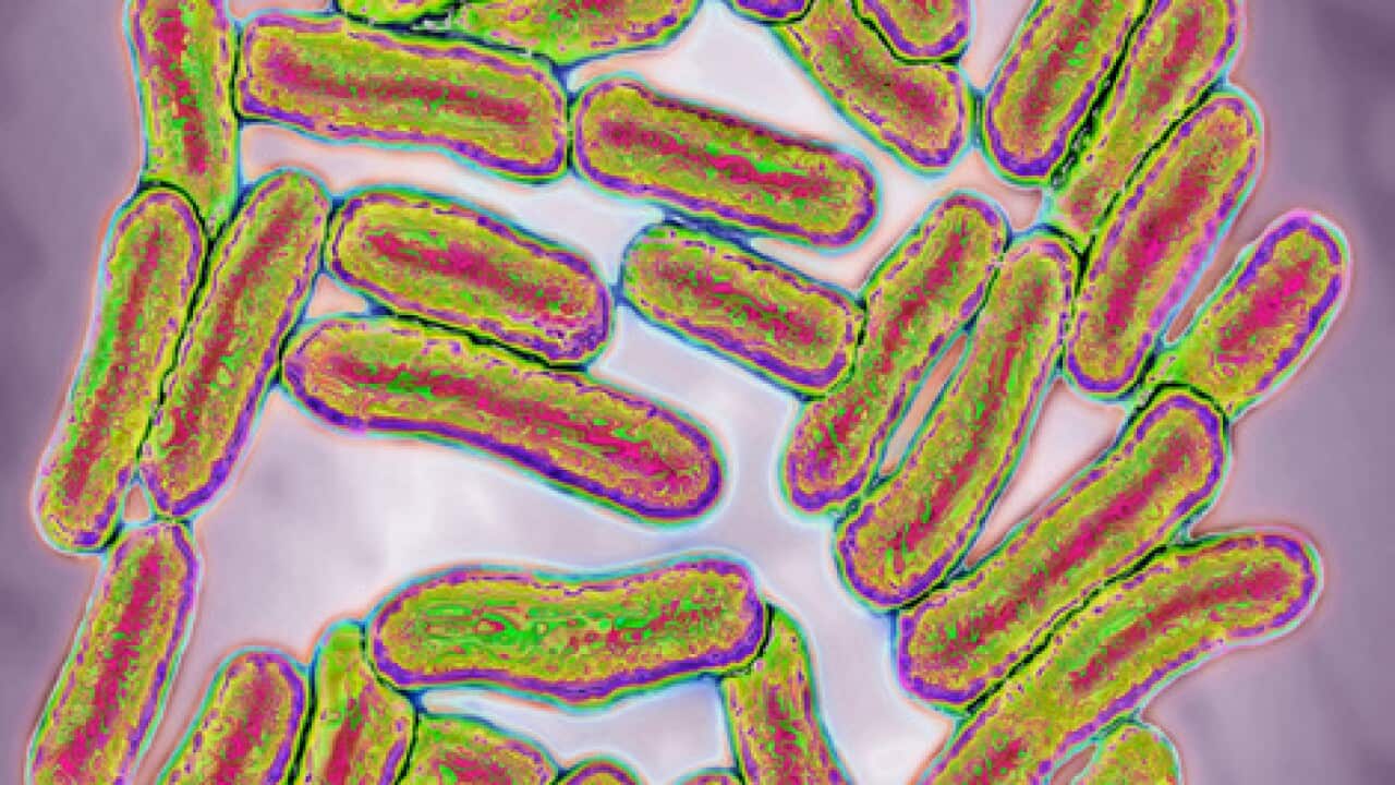 Salmonella bacteria