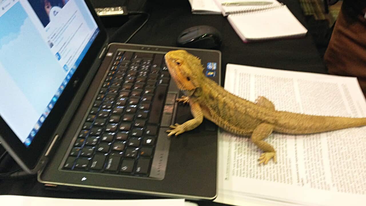 A bearded dragon drops by the Cairns Convention Centre during the G20 finance meeting. 