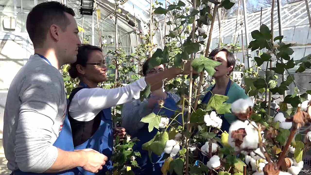 CSIRO researchers are investigating ways to enhance cotton by making it non-creasing and waterproof.  