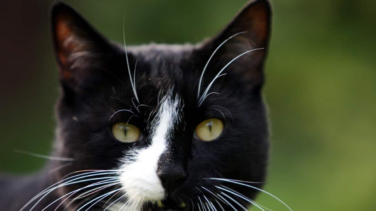 A cat with black and white patches