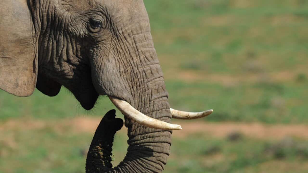 Elephant_B_Getty_1453403465