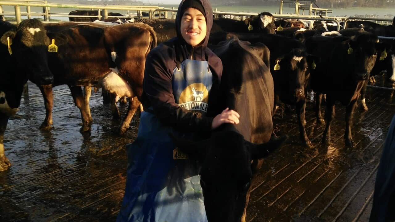 Looking after catle in Sale, Victoria (Chuehue Yang).jpg