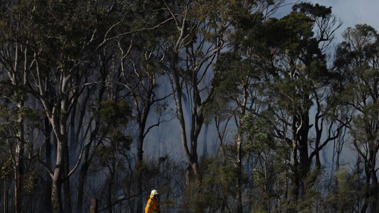 A firefighter walks near the site of a bushfire