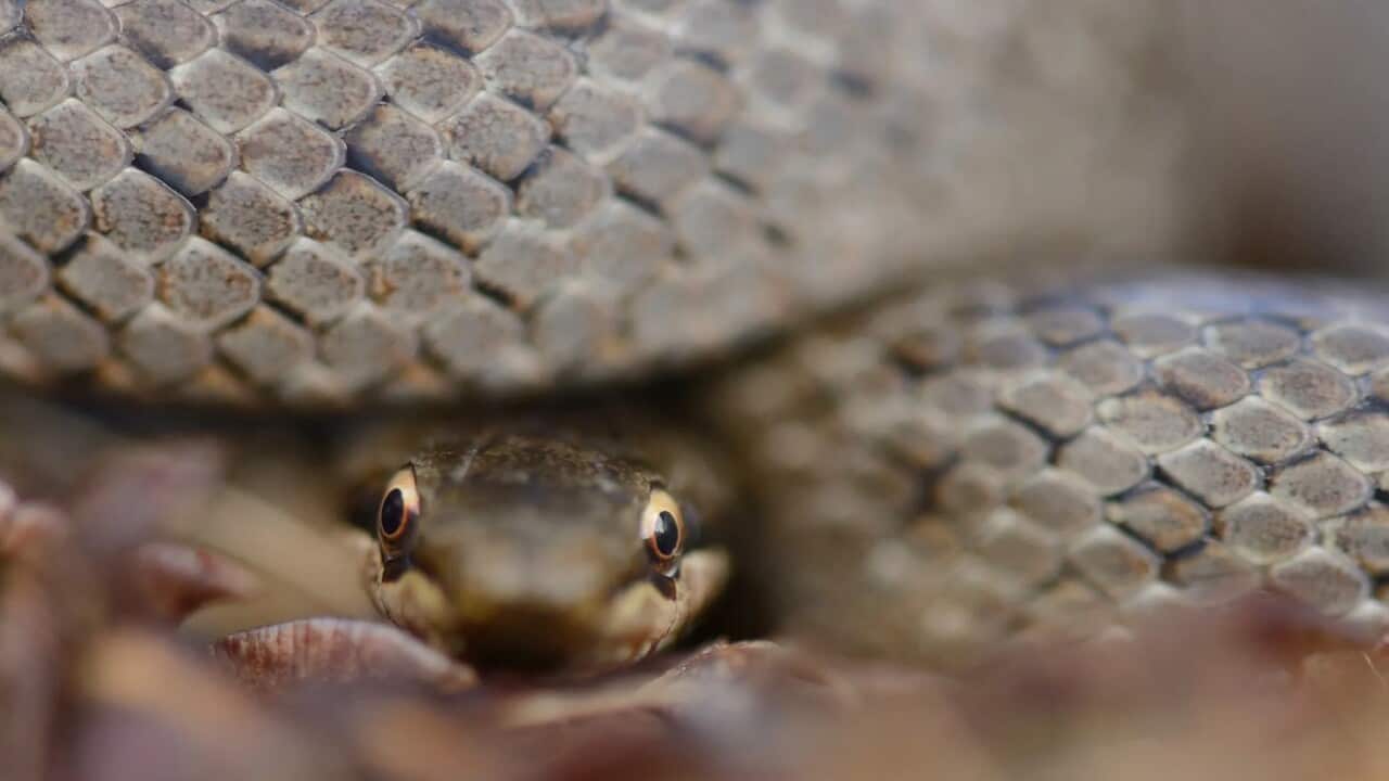 A smooth snake basking (Supplied-RSPB).jpg