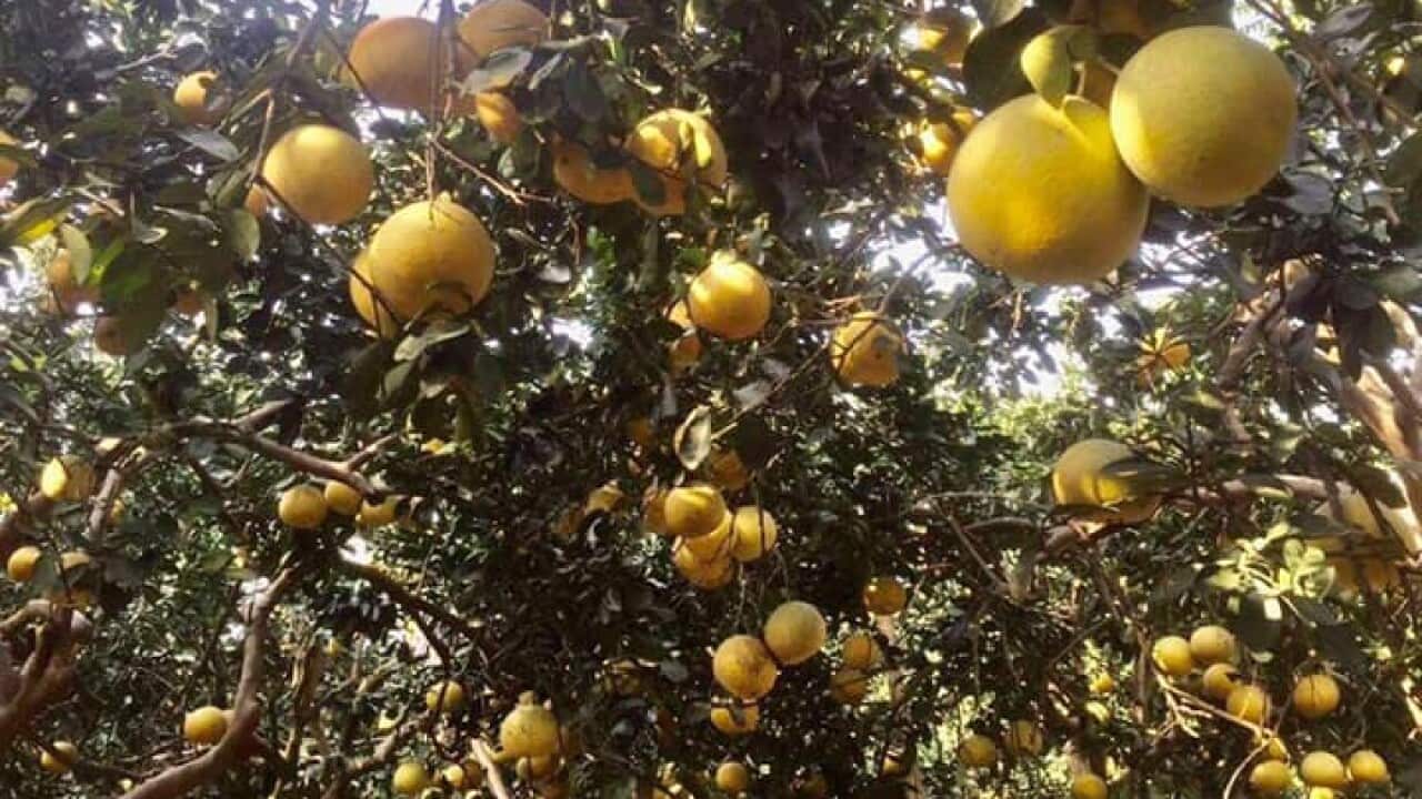 Vườn bưởi Diễn nhà Cấn Thị Thêu