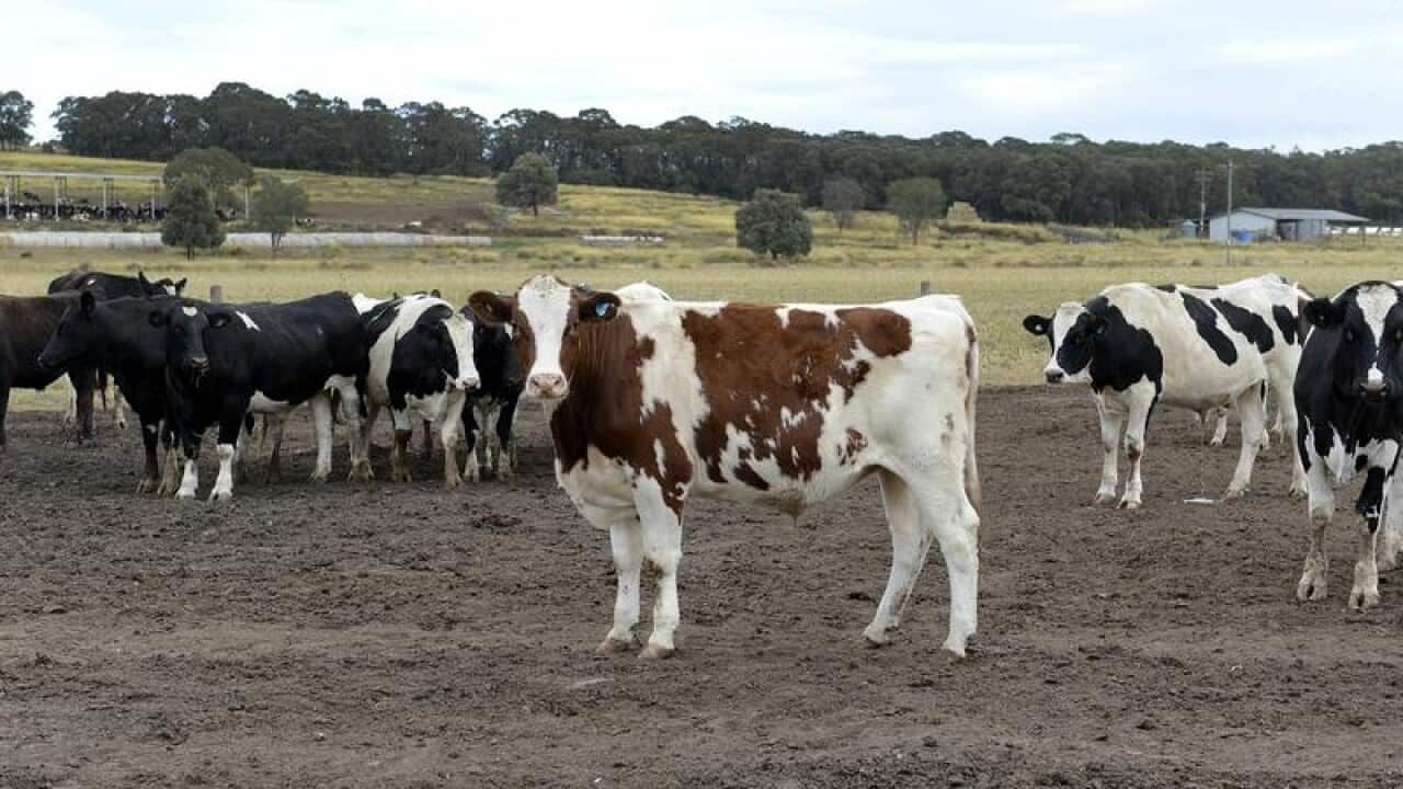 Cows at a dairy farm on the Darling Downs, Queensland