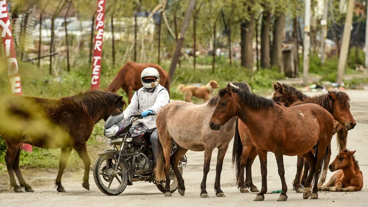 A man on a motorcycle rides past horses gathering on a road at a residential area during coronavirus lockdown in India.