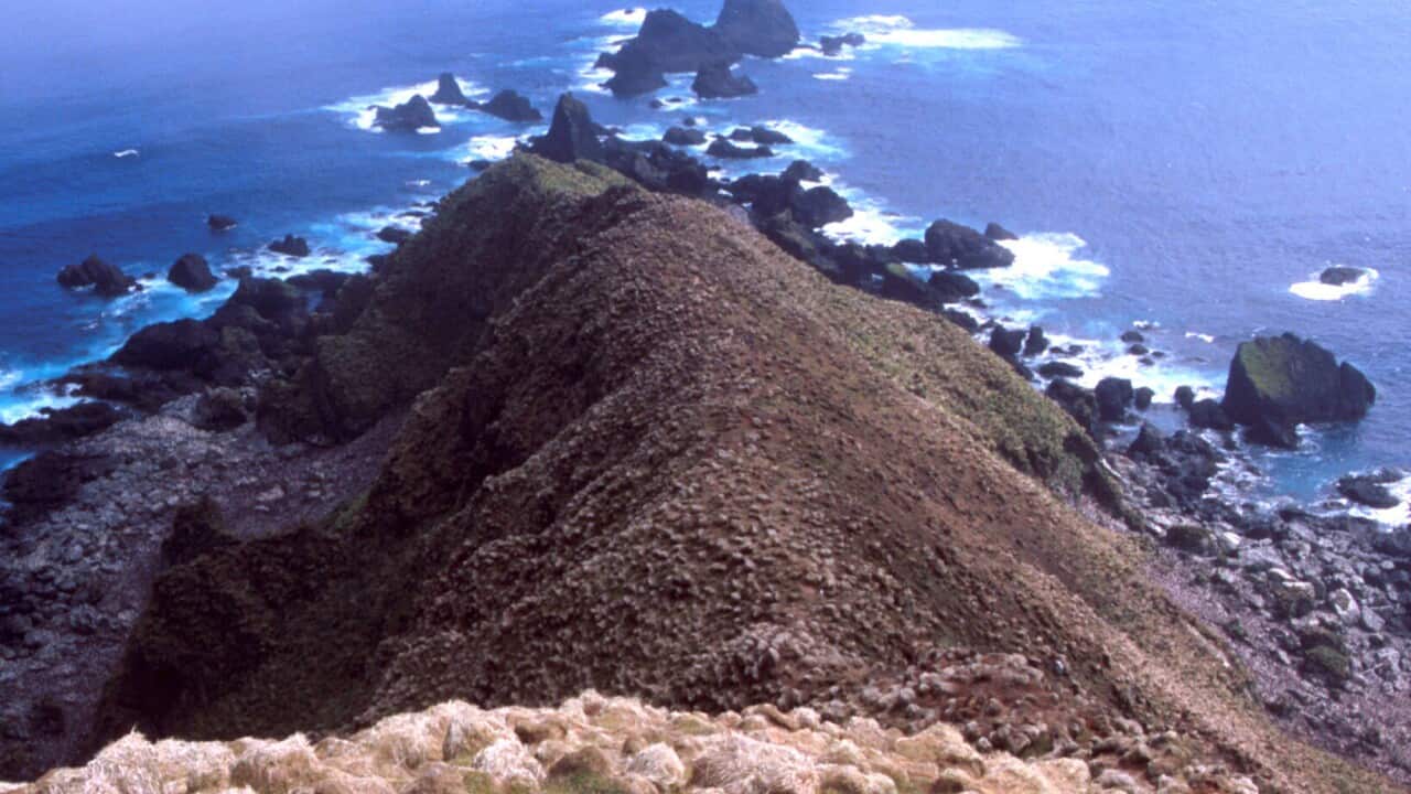 MACQUARIE ISLAND RABBIT PLAGUE